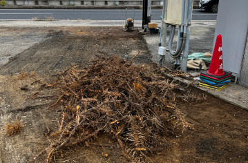 雑草を除草する抜根除草作業