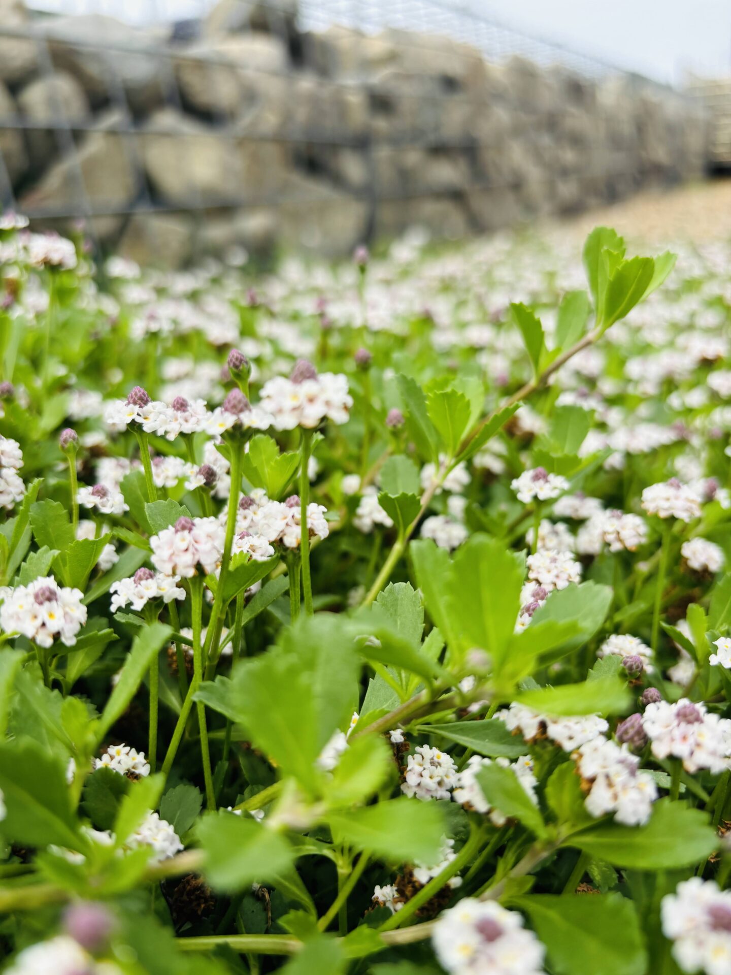 草刈り代行依頼…その後雑草ってまたすぐに生えてきませんか？逆にかわいい草花を生やしてみるのはいかがでしょうか？｜岐阜防草屋｜