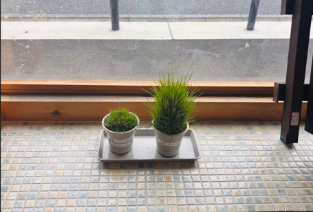 芝刈り不要？「ナルオターフ」を取り扱い開始しました